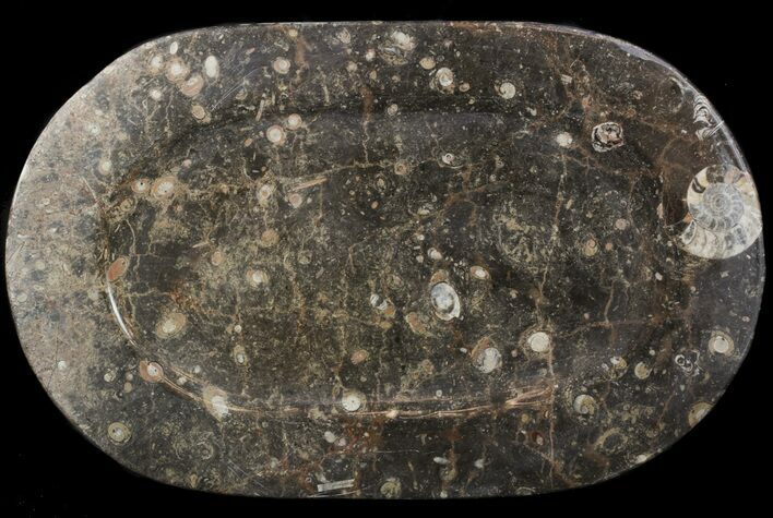 Fossil Orthoceras & Goniatite Plate - Stoneware #51434